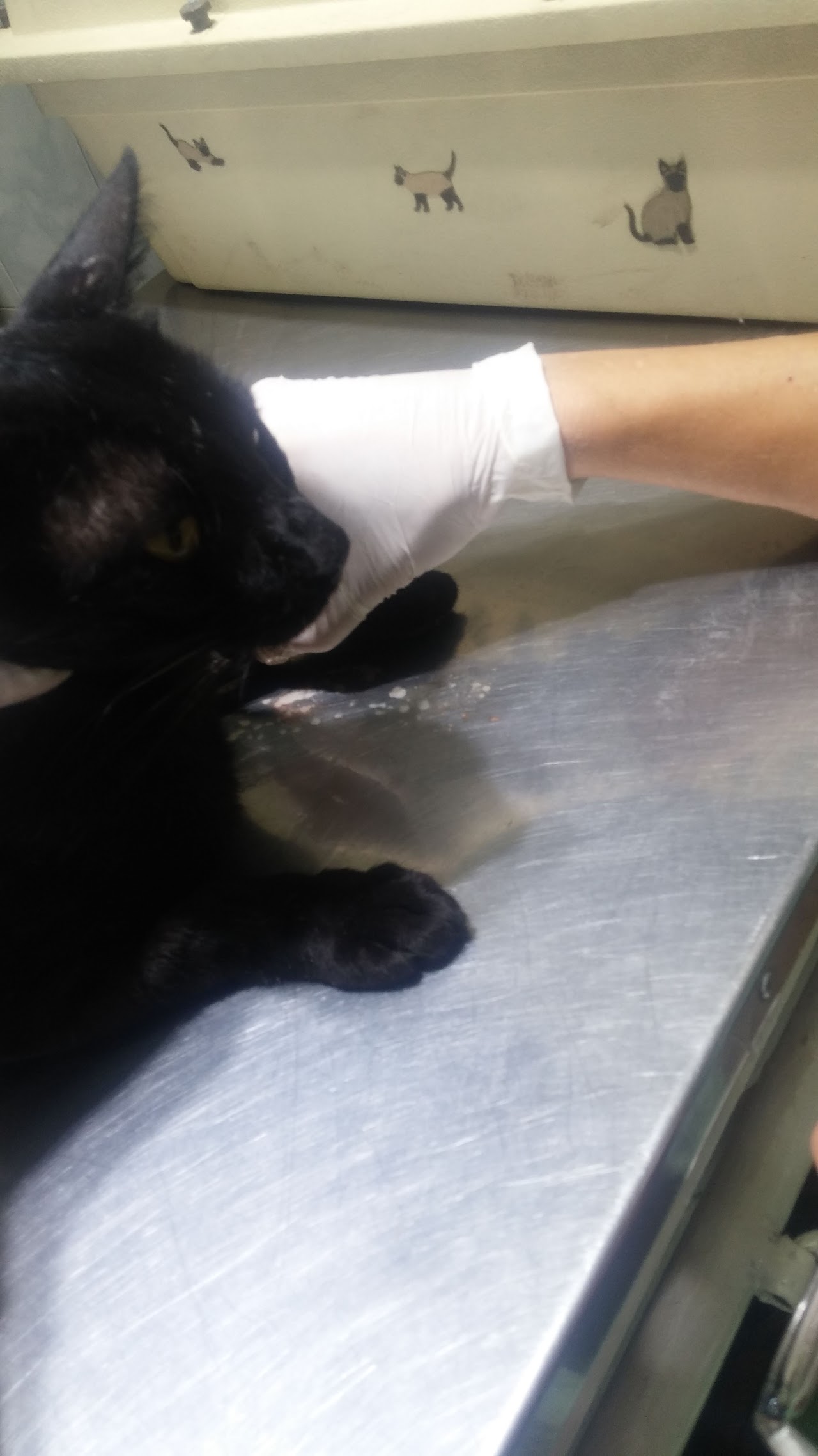 Equipo médico veterinario realizando ecografía con monitores digitales de alta resolución